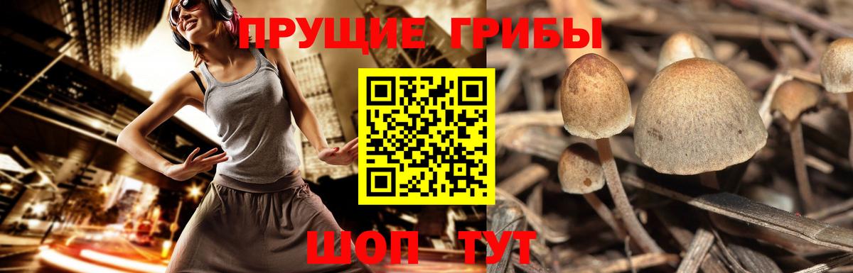 Сальск  Галлюциногенные грибы Psilocybe  Вход с VPN  купить наркоту  Псилоцибиновые грибы мухоморы 